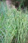 Cypress swamp sedge